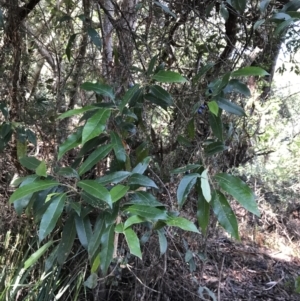 Elaeocarpus reticulatus at Shoal Bay, NSW - 8 Jul 2022 11:14 AM