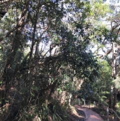 Elaeocarpus reticulatus at Shoal Bay, NSW - 8 Jul 2022