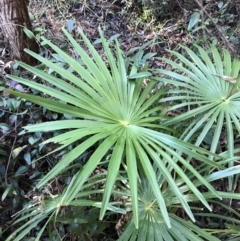 Livistona australis (Australian Cabbage Palm) at Tomaree National Park - 8 Jul 2022 by Tapirlord