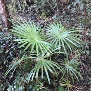 Livistona australis at Shoal Bay, NSW - suppressed