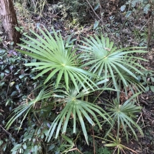 Livistona australis at Shoal Bay, NSW - suppressed