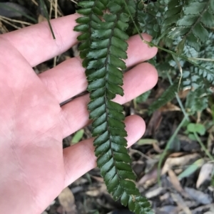 Adiantum hispidulum var. hispidulum at Shoal Bay, NSW - suppressed