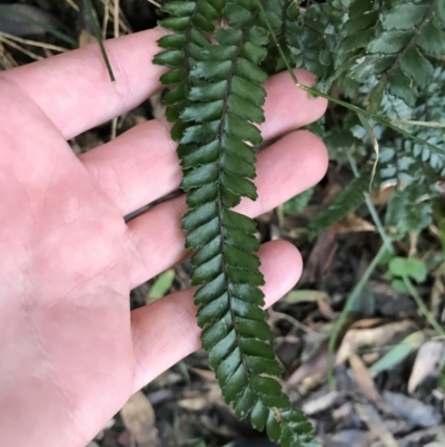 Adiantum hispidulum var. hispidulum (Rough Maidenhair) at Shoal Bay, NSW - 8 Jul 2022 by Tapirlord