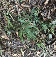 Adiantum hispidulum var. hispidulum at Shoal Bay, NSW - suppressed