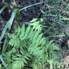 Histiopteris incisa (Bat's-Wing Fern) at Tomaree National Park - 8 Jul 2022 by Tapirlord