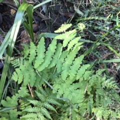 Histiopteris incisa at Shoal Bay, NSW - 8 Jul 2022