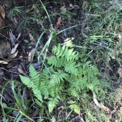 Histiopteris incisa at Shoal Bay, NSW - 8 Jul 2022