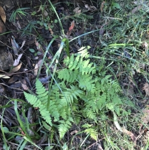 Histiopteris incisa at Shoal Bay, NSW - 8 Jul 2022