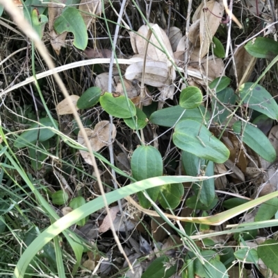 Smilax glyciphylla (Native Sarsaparilla) at Tomaree National Park - 8 Jul 2022 by Tapirlord