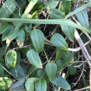 Smilax glyciphylla at Shoal Bay, NSW - 8 Jul 2022