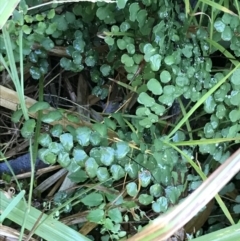 Adiantum aethiopicum (Common Maidenhair Fern) at Tomaree National Park - 8 Jul 2022 by Tapirlord