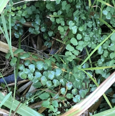 Adiantum aethiopicum (Common Maidenhair Fern) at Tomaree National Park - 8 Jul 2022 by Tapirlord