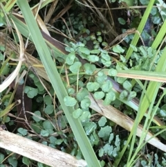 Adiantum aethiopicum at Shoal Bay, NSW - 8 Jul 2022