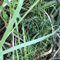 Adiantum aethiopicum at Shoal Bay, NSW - 8 Jul 2022