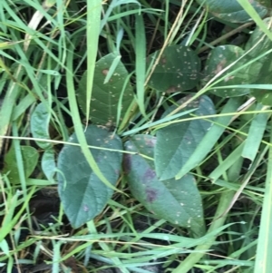 Kennedia rubicunda at Shoal Bay, NSW - 8 Jul 2022 11:07 AM