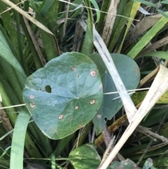 Ipomoea indica at Shoal Bay, NSW - 8 Jul 2022