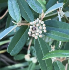 Phebalium squamulosum (Scaly Phebalium) at Tomaree National Park - 8 Jul 2022 by Tapirlord