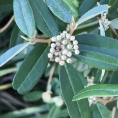 Phebalium squamulosum (Scaly Phebalium) at Tomaree National Park - 8 Jul 2022 by Tapirlord