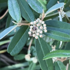 Phebalium squamulosum at Shoal Bay, NSW - 8 Jul 2022