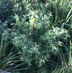 Phebalium squamulosum at Shoal Bay, NSW - 8 Jul 2022 11:07 AM