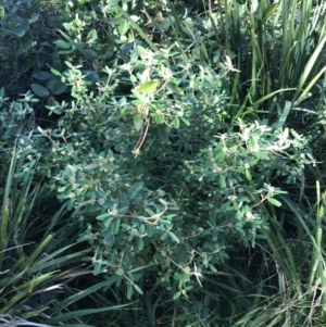 Phebalium squamulosum at Shoal Bay, NSW - 8 Jul 2022 11:07 AM