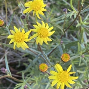 Senecio madagascariensis at Googong, NSW - 18 Jul 2022