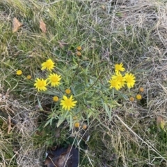 Senecio madagascariensis at Googong, NSW - 18 Jul 2022 04:01 PM