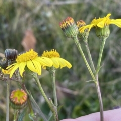 Senecio madagascariensis at Googong, NSW - 18 Jul 2022