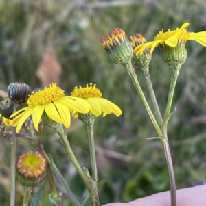 Senecio madagascariensis at Googong, NSW - 18 Jul 2022