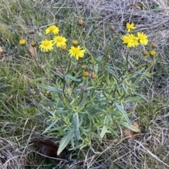 Senecio madagascariensis at Googong, NSW - 18 Jul 2022