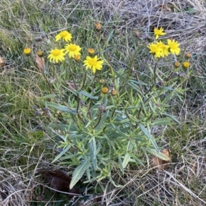 Senecio madagascariensis at Googong, NSW - 18 Jul 2022 04:01 PM