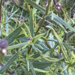 Senecio madagascariensis at Googong, NSW - 18 Jul 2022