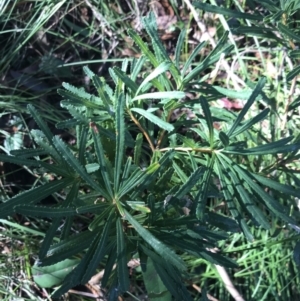 Banksia spinulosa at Shoal Bay, NSW - 8 Jul 2022 11:18 AM