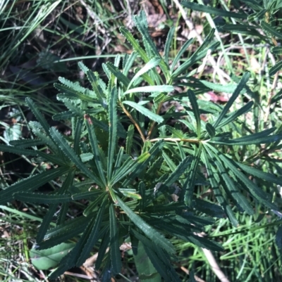 Banksia spinulosa (Hairpin Banksia) at Shoal Bay, NSW - 8 Jul 2022 by Tapirlord