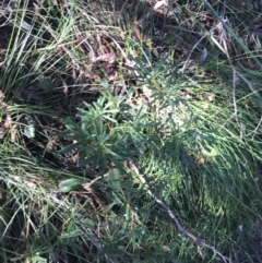 Banksia spinulosa at Shoal Bay, NSW - 8 Jul 2022