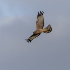 Circus assimilis (Spotted Harrier) at Pialligo, ACT - 18 Jul 2022 by trevsci