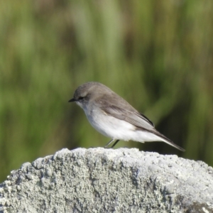 Microeca fascinans at Eden, NSW - 15 Jul 2022 09:38 AM