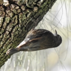 Cormobates leucophaea (White-throated Treecreeper) at Bega River Bioblitz - 14 Jul 2022 by GlossyGal