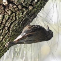 Cormobates leucophaea (White-throated Treecreeper) at Tarraganda, NSW - 14 Jul 2022 by GlossyGal