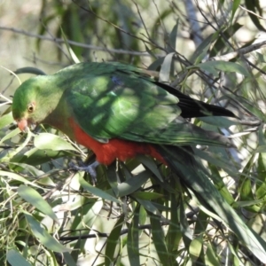 Alisterus scapularis at Nelligen, NSW - 13 Jun 2022