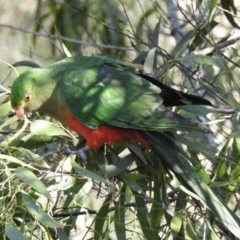 Alisterus scapularis (Australian King-Parrot) at Nelligen, NSW - 13 Jun 2022 by GlossyGal