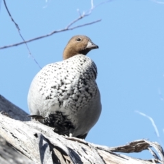 Chenonetta jubata at Weston, ACT - 18 Jul 2022