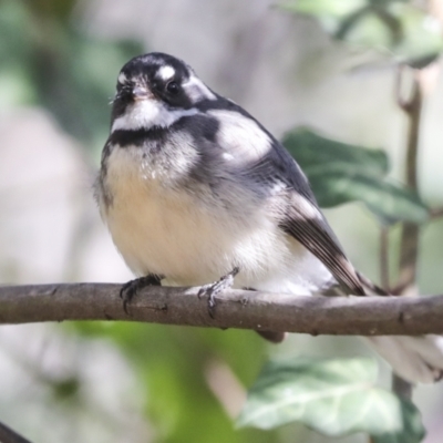 Rhipidura albiscapa (Grey Fantail) at Weston, ACT - 18 Jul 2022 by AlisonMilton