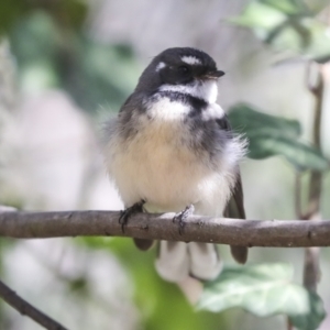 Rhipidura albiscapa at Weston, ACT - 18 Jul 2022