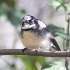 Rhipidura albiscapa at Weston, ACT - 18 Jul 2022