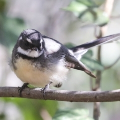 Rhipidura albiscapa at Weston, ACT - 18 Jul 2022