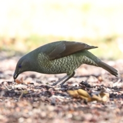 Ptilonorhynchus violaceus (Satin Bowerbird) at Weston, ACT - 18 Jul 2022 by AlisonMilton