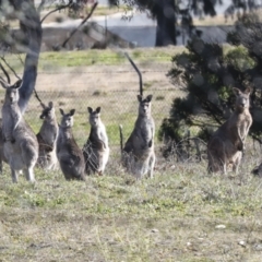 Macropus giganteus (Eastern Grey Kangaroo) at Weston, ACT - 18 Jul 2022 by AlisonMilton