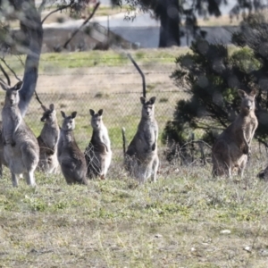 Macropus giganteus at Weston, ACT - 18 Jul 2022