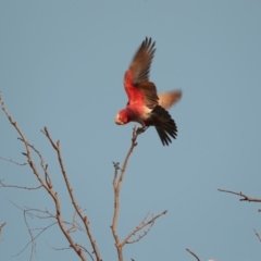 Eolophus roseicapilla (Galah) at Marla, SA - 5 Jun 2022 by AlisonMilton